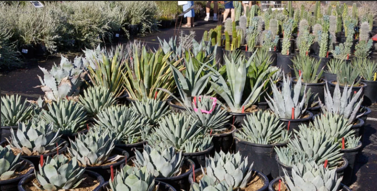 buy succulents online