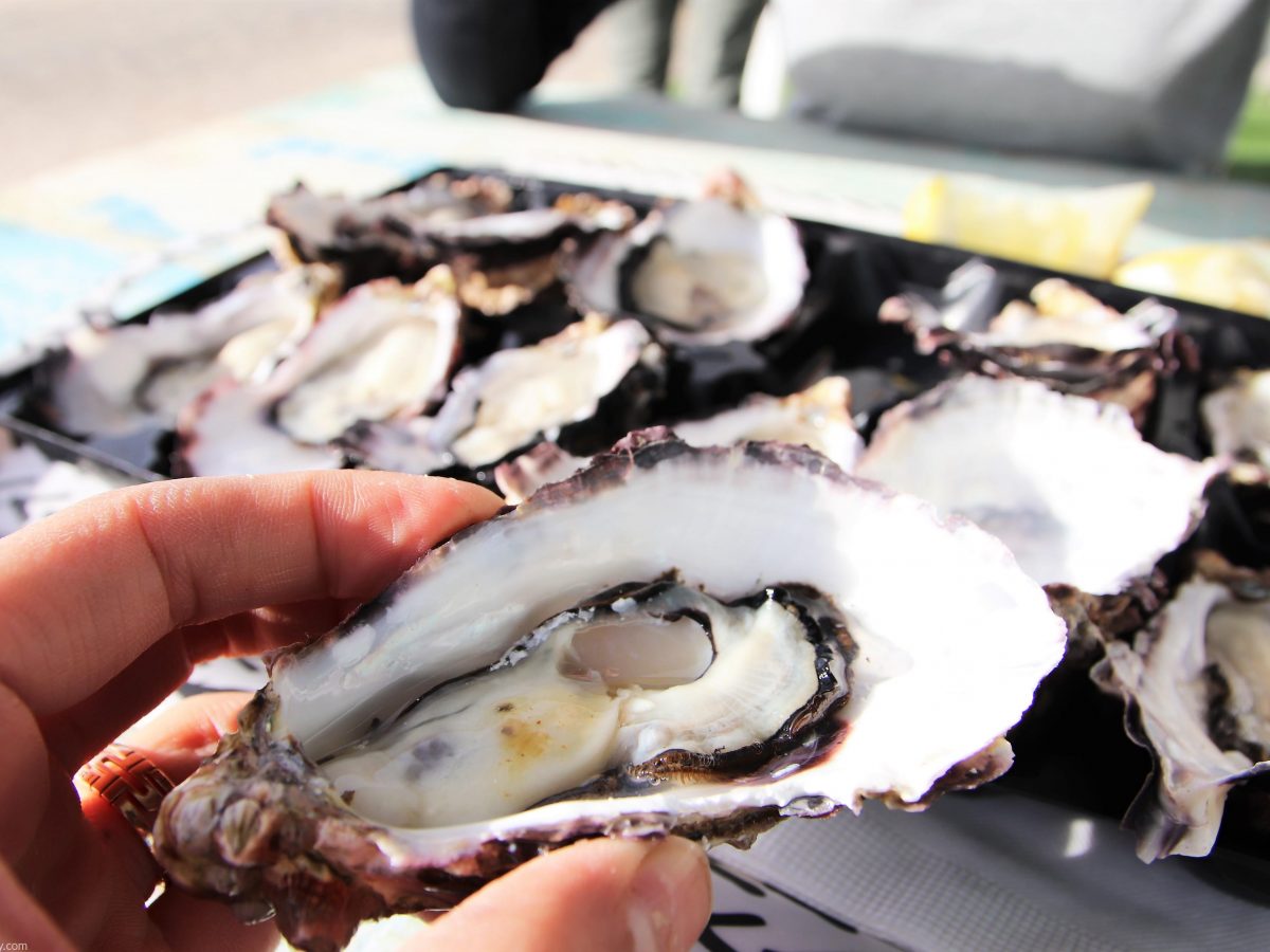 best oysters near me